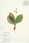 Bluebead-lily; Yellow Clintonia  specimen